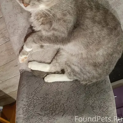 Пропал кот, по улице Партизанс...