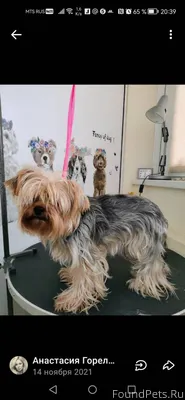 Потерялась собака 01.12.2025 о...