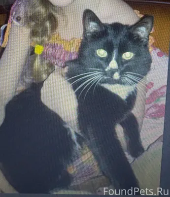 Добрый день. Пропал кот в райо...