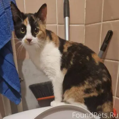 Пропала кошка, окрас трехцветн...