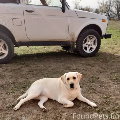 Пропала собака лабрадор девочк...