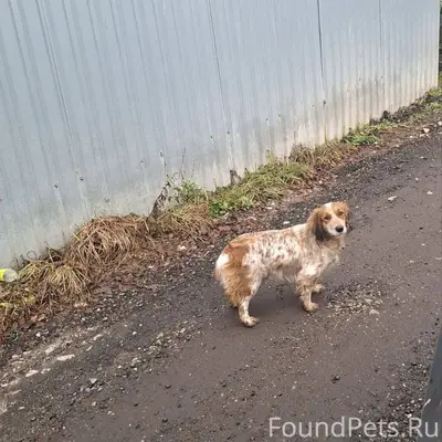 ‼ПОТЕРЯШКА️‼️ Село Загорново, ...