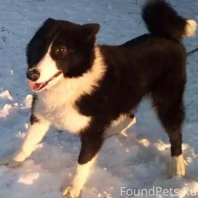 Потерялся пёсель! ПЁС НУЖДАЕТС...