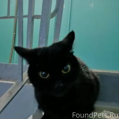 МУРМАНСК. НАЙДЕНА КОШКА В подъ...