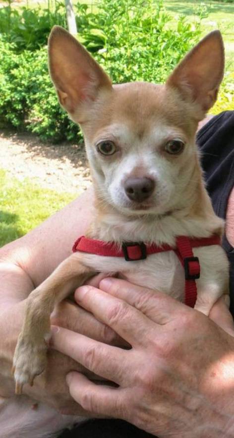 Пропала в Южном микрорайоне чихуахуа