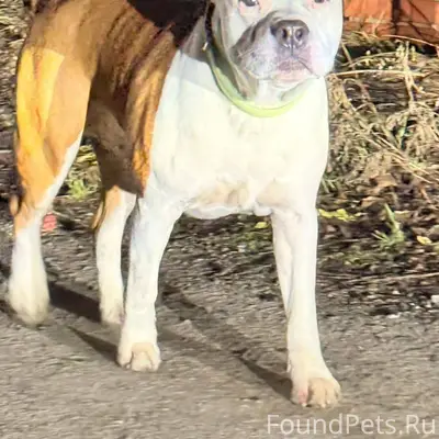 Чья собака потерялась! Бегает ...