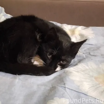 Найден котенок в копаево на ос...