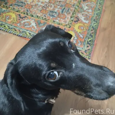 Добрый вечер. Была найдена соб...