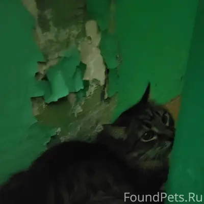 Гастелло 2. Найден кот/кошка. ...