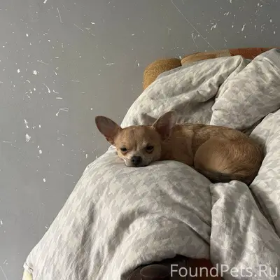 Этого собакена зовут Сырник Он...