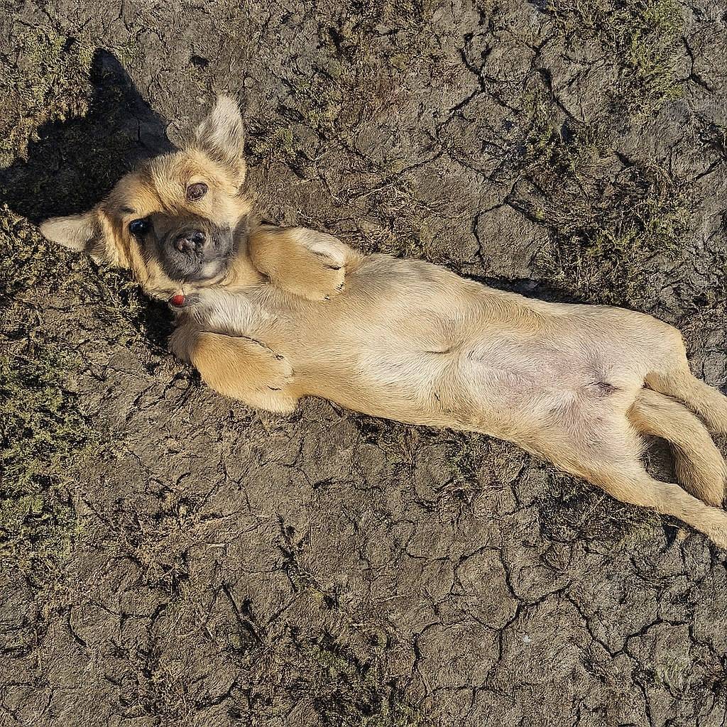 Убежала собака. Отзывается на ...