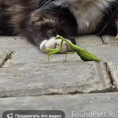 Пропала кошка 