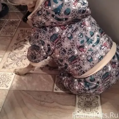 Убежала собака,сегодня около 1...