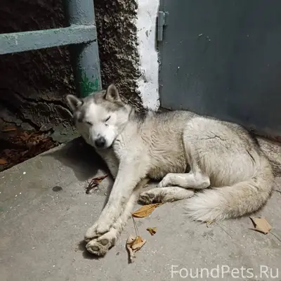 Спит на улице Гарнаева дом 69....