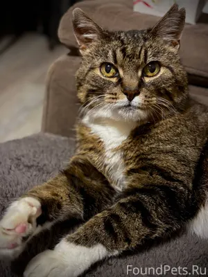 Наша любимая кошка Ара. Ей 15....