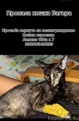 Пропала кошка , зовут Багира ....