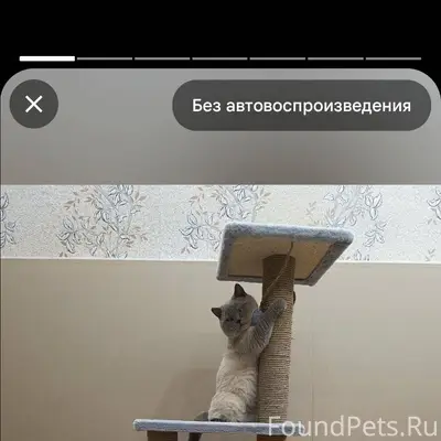 Доброе утро, пропал кот с част...