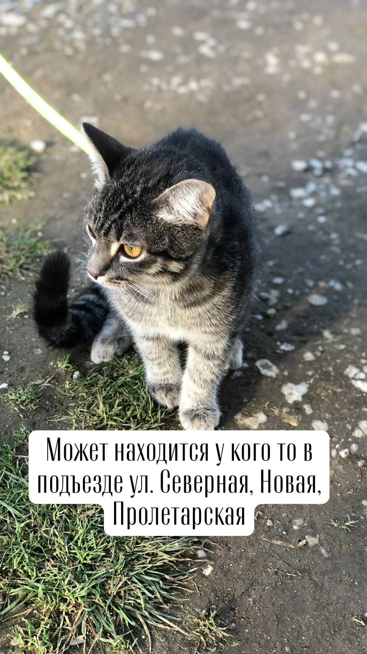 Пропал кот с черным ошейником,...