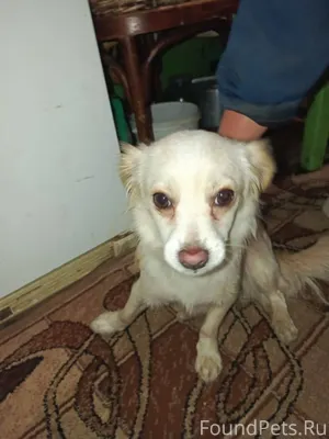 Прибилась собака в д. Стригино...