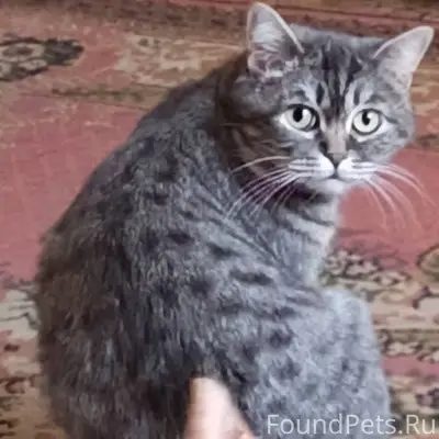 Пропала кошка район Октябрьски...