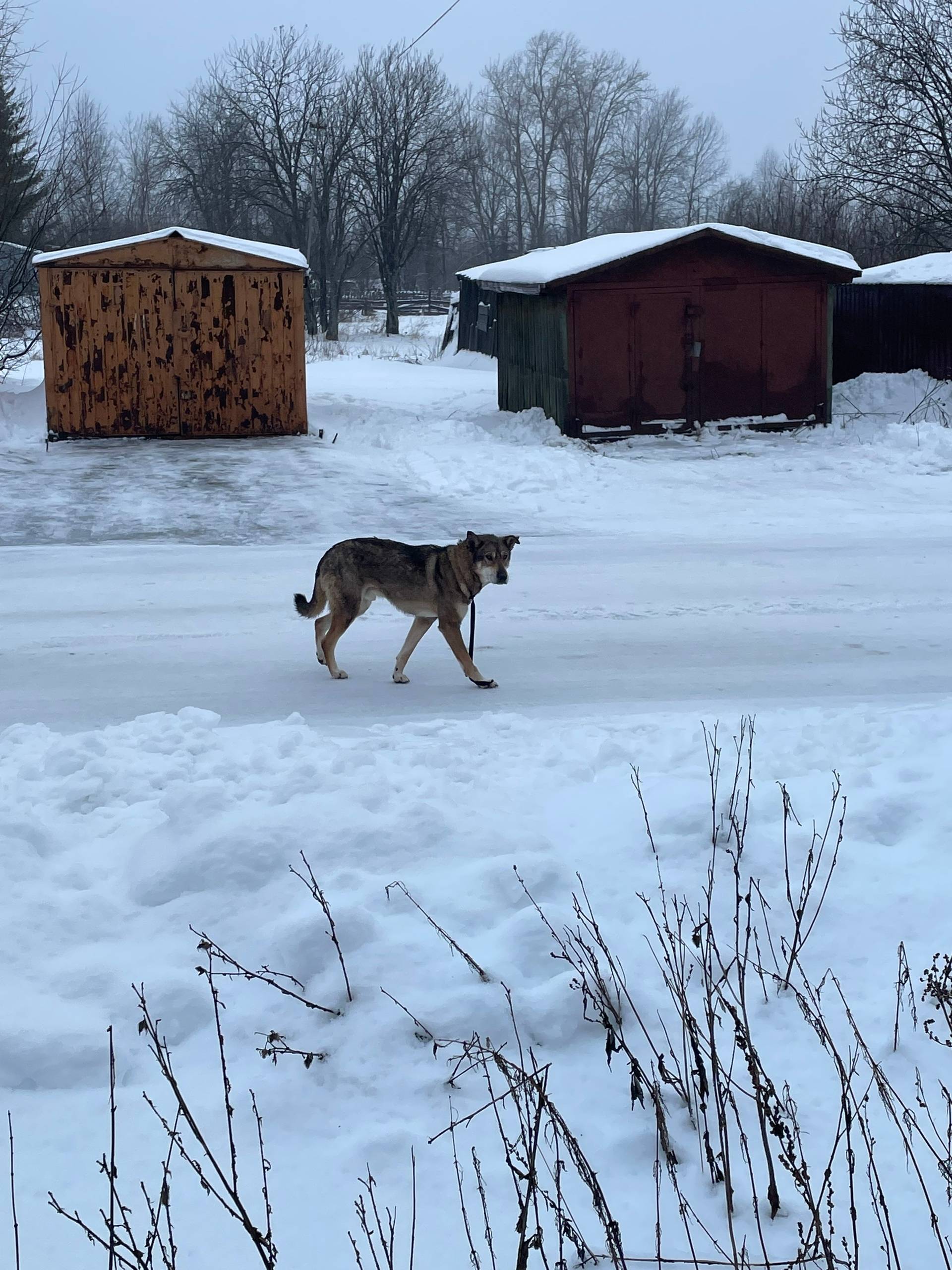 На финском бегает собака видим...