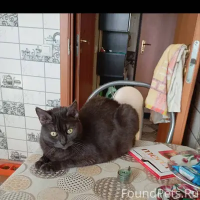 Пропала кошка. Район школы#5. ...