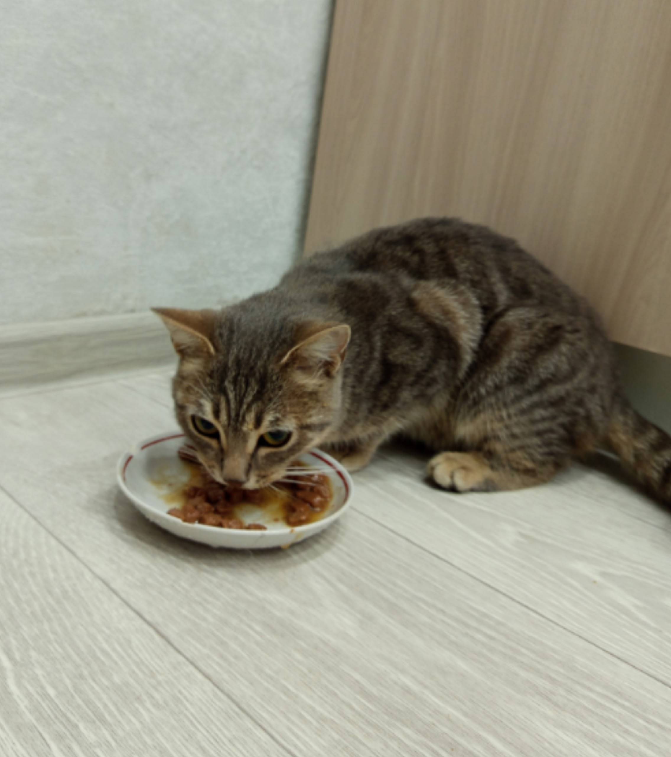 Найдена кошечка. На вид возрас...