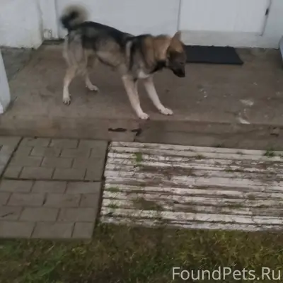 Кто потерял собаку с ошейником...