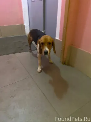 Найдена собака кобель, молодой...