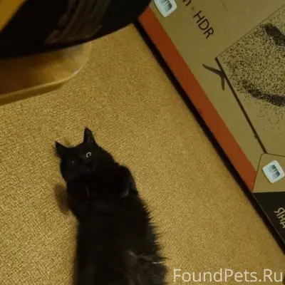 Пропал кот в 22м мкр Кличка...