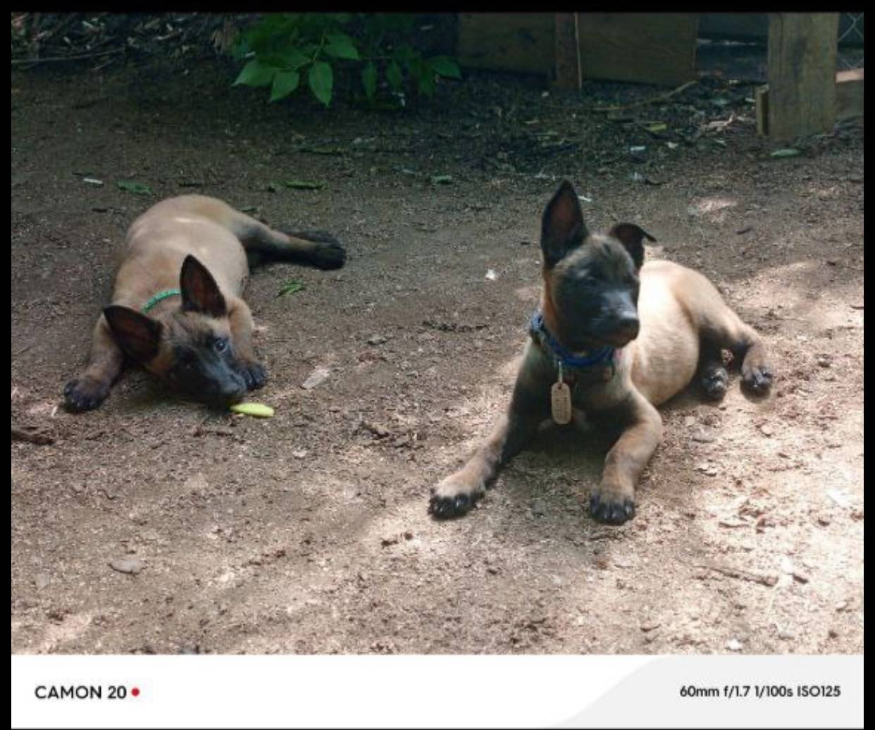 Пропали собаки. Фото старое, с...