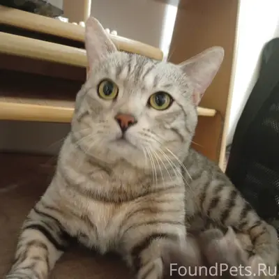 Пожалуйста, помогите найти кот...