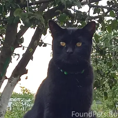 Пропал кот🥲. Кто видел его, по...