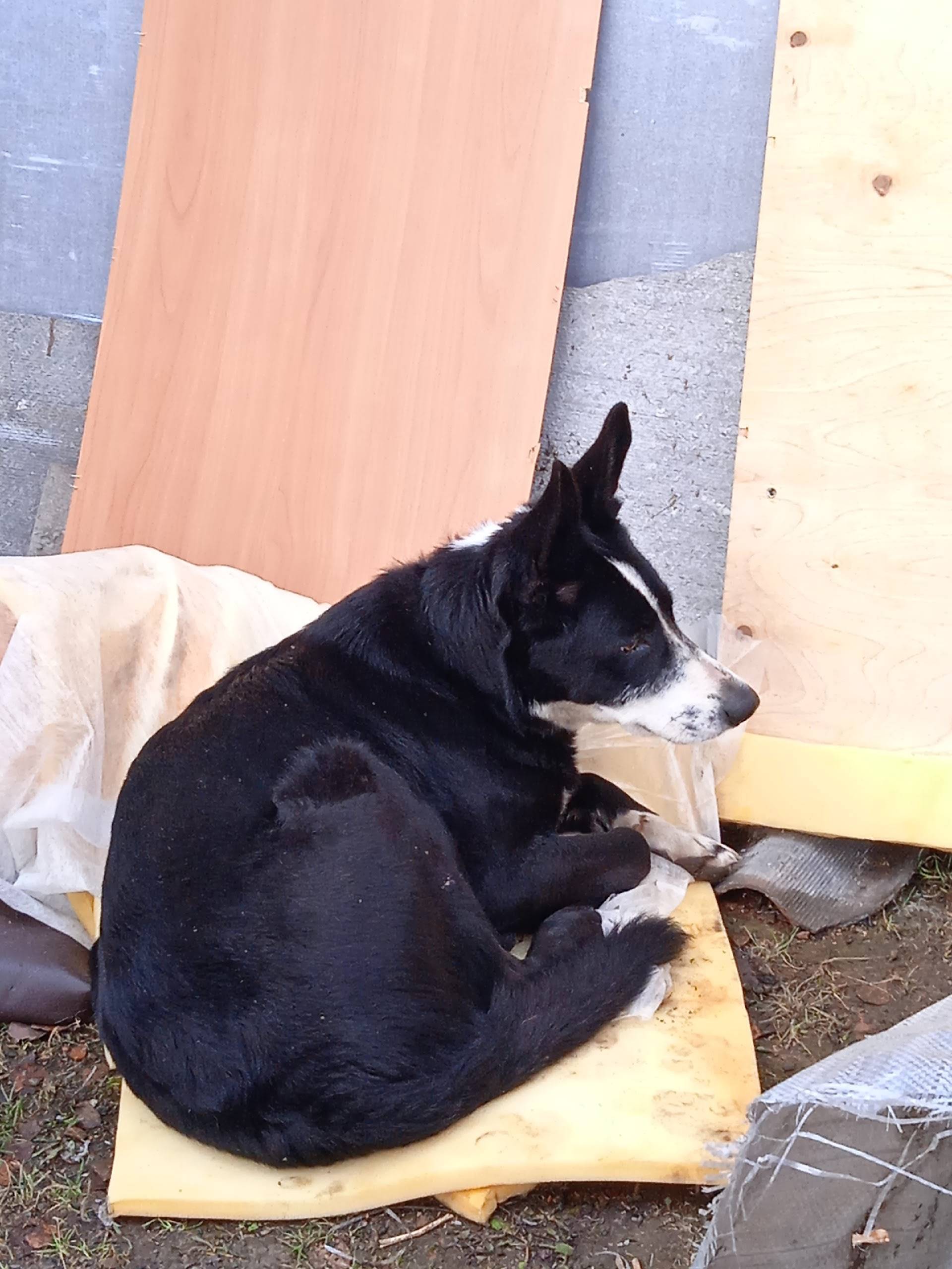 Найдена собака, девочка, крупн...