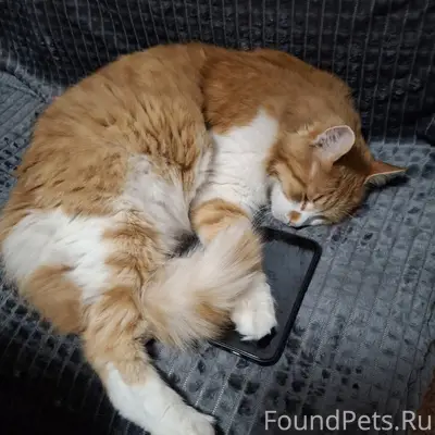 Пропал кот. Ориентировочно - У...