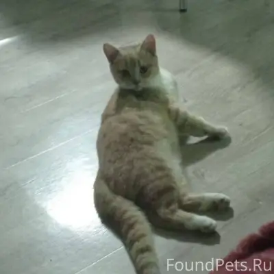 Пропал кот, г. Бузулук, номер ...