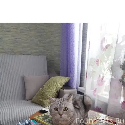 Пропал наш любимый котик в рай...