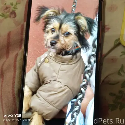 Срочно 🛑🙏🙏🙏🙏 пропала собака в ...