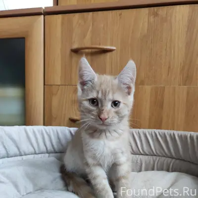 Финик. Ему месяца 3-4. Найден....