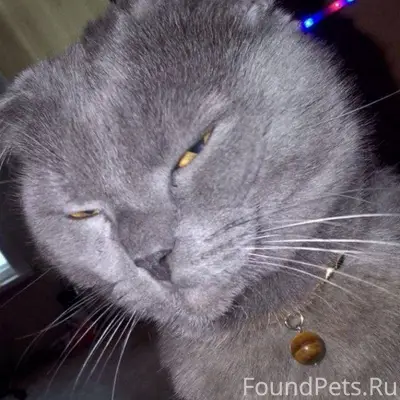 Пропал кот, в районе авангарда...