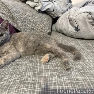 Кому умную малышку?) Найдена н...