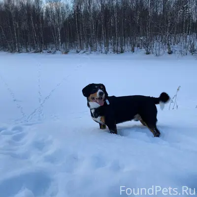 Пропала собака. Курт, мы снова...