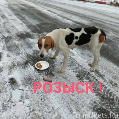 Около недели назад на охоте в....