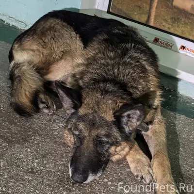 НАЙДЕН / ЗАМЕЧЕН НЕМЕЦКАЯ ОВЧА...