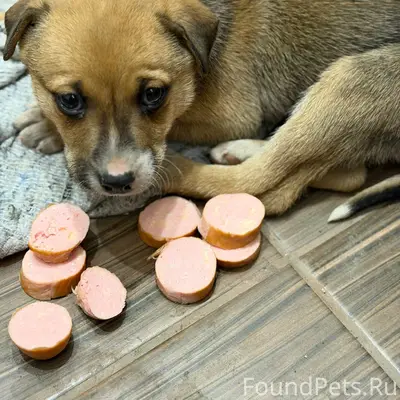 Найден маленький щенок. Обнару...