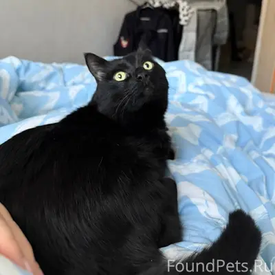 ПРОПАЛ КОТ! ПОМОГИТЕ НАЙТИ! Ко...