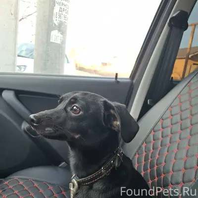 Найдена собака на Лебеди, маль...