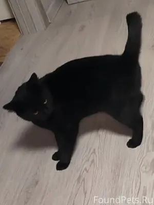 📍ул. Чехова, г. Обь Пропала вз...