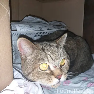 Найден кот во дворе дома №17.....