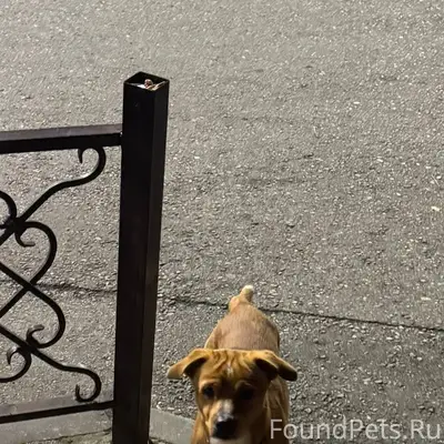 Видела собаку в Сочи, недалеко...